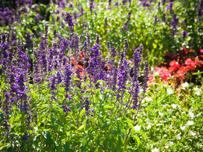 Purple Flowers